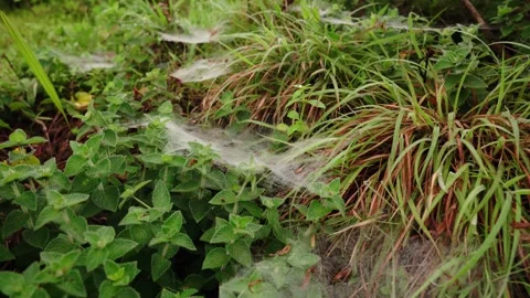 Spider web on the grass Video stock 252780344
