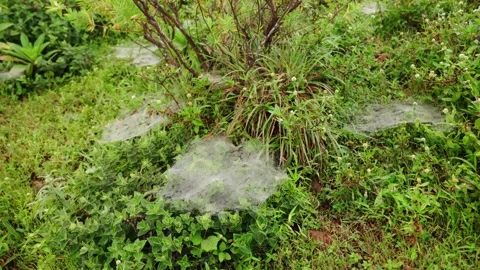 Spider web on the grass Video stock 252780541