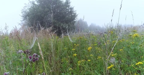 A spider web on the grass in the morning dew. Video stock 95228973