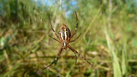 Spider on a web in the grass. Stock Photos