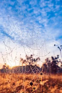 Spider web on the grass Stock Photos