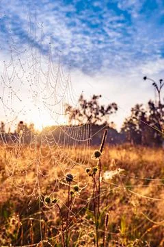 Spider web on the grass Stock Photos