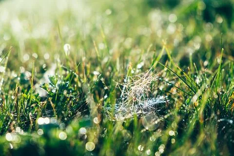 Spider web on the grass side view blurred background Stock Photos