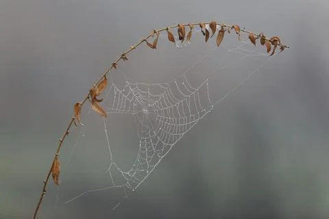 Spider web in the grass. Water drops on spider web Foto stock