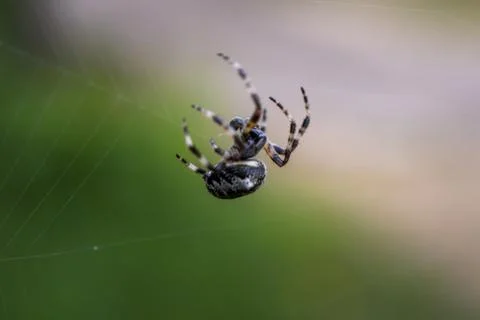 Spider on the Web in Greece Camping Stock Photos