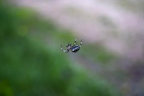 Spider on the Web in Greece Camping Stock Photos