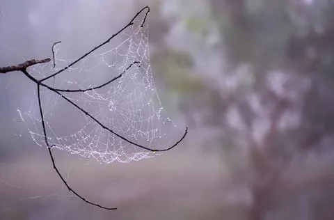 Spider web with green background. Dewdrops on web (cobweb) closeup with bokeh Stock Photos