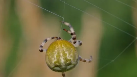 Spider on Web with Green Background. Stock Footage 307263703