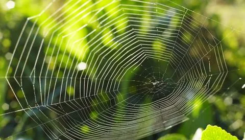 Spider web on green background Stock Photos