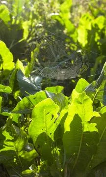 Spider web on green background Stock Photos