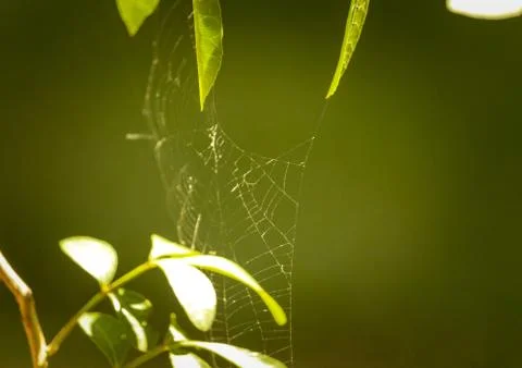 Spider Web In a Green Background Stock Photos