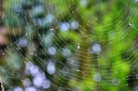 Spider Web with Green Background . Stock Photos
