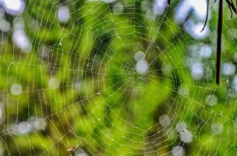 Spider Web with Green Background . Stock Photos