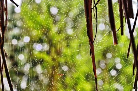 Spider Web with Green Background . Foto stock