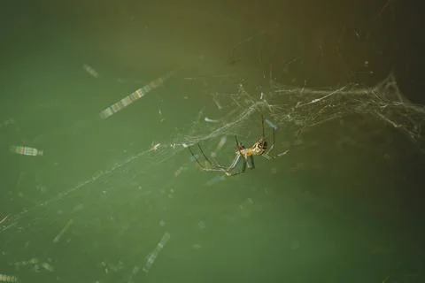 Spider on a web on a green background Stock Photos