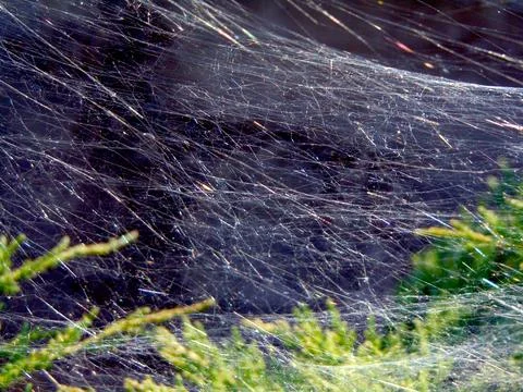 Spider web on a green bush Stock Photos