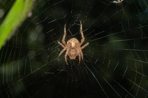 Spider in a web with green foliage in the background Stock Photos