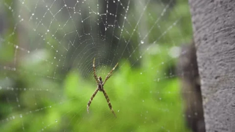 Spider web on green forest background Stock Footage 130372699