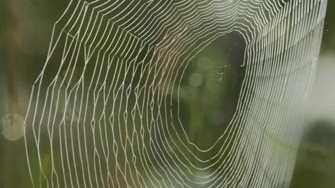 Spider web on the green grass, summer day time Stock-Footage 160069351