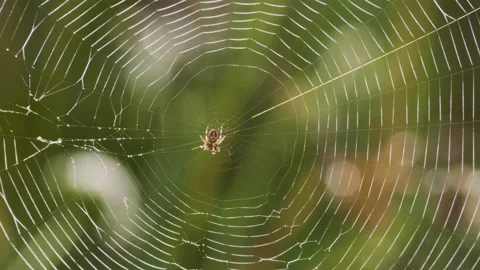 Spider web on the green grass, summer day time Stock Footage 160144202