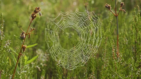 Spider web on the green grass, summer day time Stock Footage 167452826