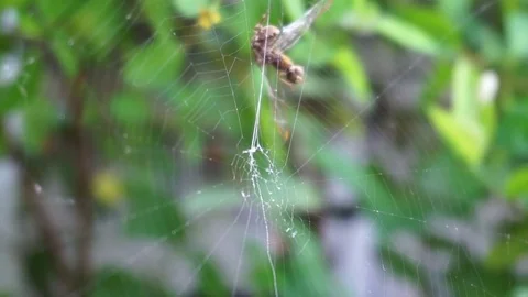 Spider web on green leafs in the daytime. (panning camera) Stock Footage 75874831