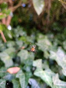Spider on Web with Green Leafy Background Stock Photos