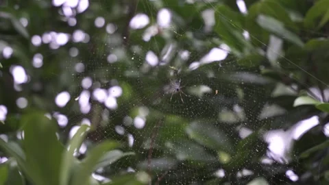 Spider web on green tree dead woven with a dead spider Stock Footage 247850547