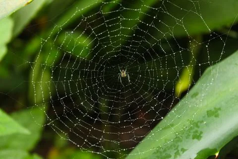 Spider on the web on Greenery Stock Photos