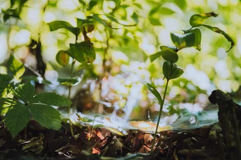 Spider Web on Ground in the Woods Surrounded by Leaves Stock Photos