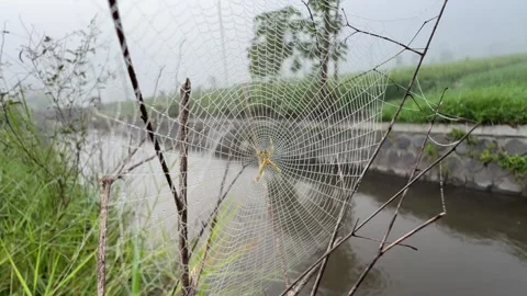 Spider Web Hanging Between Branches Near Flowing Water Stock Footage 308347075