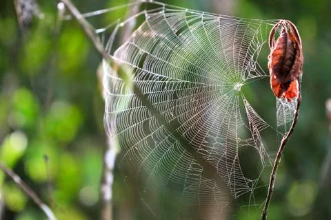 Spider web hanging between branches in Costa Rica Stock Photos