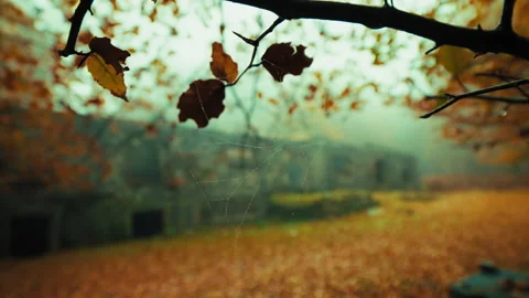 Spider Web Hanging On A Branch Of A Tree In Autumn Stock Footage 316676720