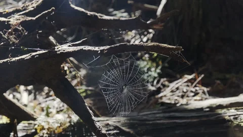 Spider web hanging off a fallen branch Stock Footage 251398119