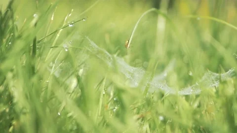 Spider web hanging on the grass in the summer meadow. Stock Footage 211804351