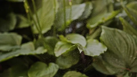 Spider web hanging over green hosta leaves repairing web. Spiral orb Araneidae Stock Footage 137931340