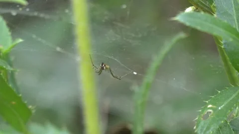 Spider in a Web Hanging from Plant Stems in 4K Slow Motion Video stock 341590102