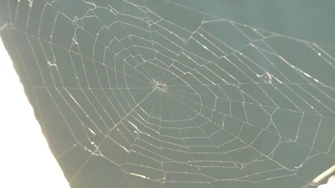 A spider web hangs above the water Stock Footage 130139191