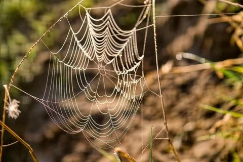A spider web hangs between grass blades, showing intricate patterns. Dew drop Stockfoto's