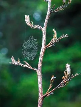 A spider web hangs between tree branches in New Zealand Stock Photos