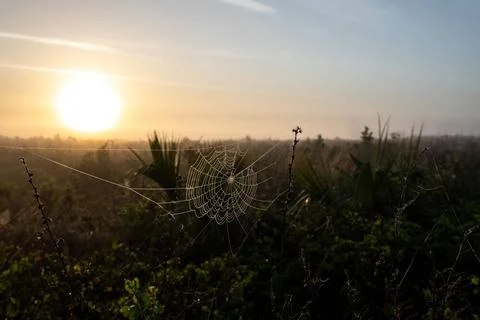 A spider web hangs in the forefront of a sunrise at Kennedy Space Center o... Foto stock