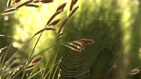 Spider web hangs from grasses Stock Footage 236952701