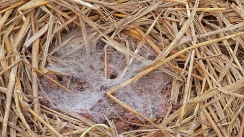 Spider web on a haystack. Stock Footage 305371270