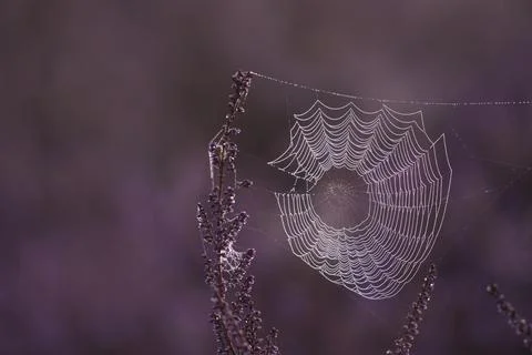 Spider web in the heath Stock Photos