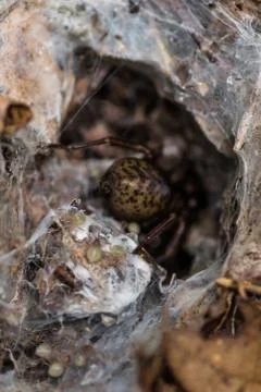 Spider on web hiding in hole Stock Photos