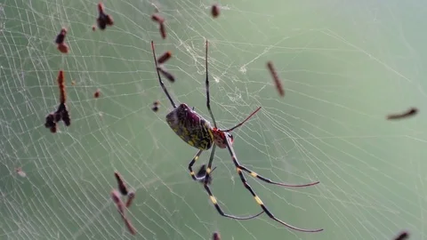 Spider on web in Himalayan mountain forest, India. Close-up Stock Footage 82923106