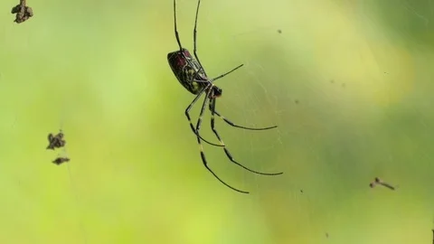 Spider on web in Himalayan mountain forest, India. Close-up dolly shot Stock Footage 82923107