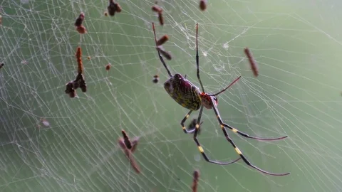 Spider on web in Himalayan mountain forest, India Video stock 82923111