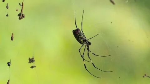 Spider on web in Himalayan mountain forest, India. Close-up Stock Footage 82923121