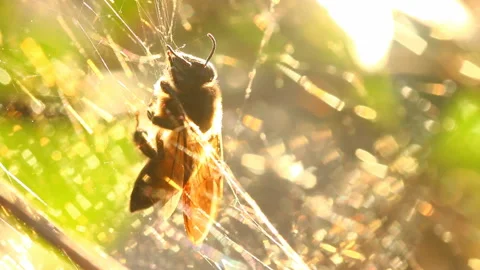 Spider web holding bee , outdoor  Chiangmai  Thailand Stock Footage 148194097